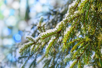 Fir branches covered with fresh snow, frozen droplets of ice.