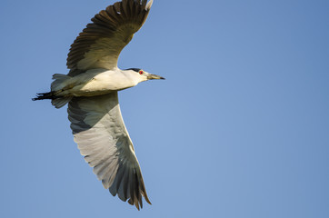 Fototapeta na wymiar Black-Crowned Night Heron Flying in a Blue Sky