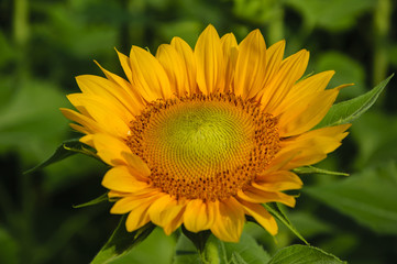 Sunflower closeup background and texture