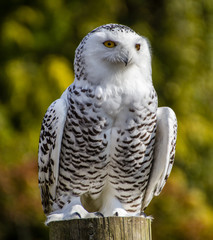 Snowy Owl