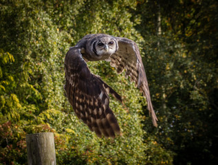 Owl