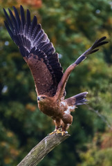 Eagle Takeoff