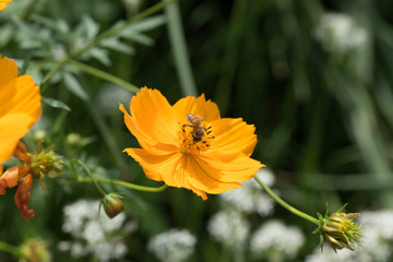 ハチとコスモス