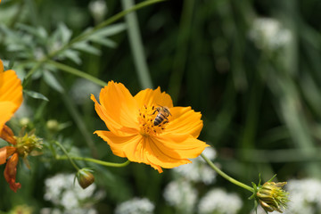 ハチとコスモス