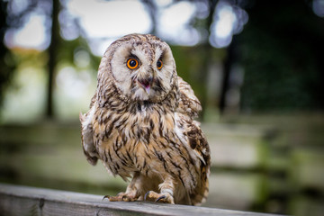 Owl