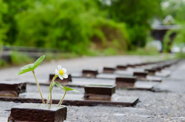 Nature reclaims its ground
