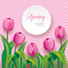 Realistic pink tulips on retro pink polka dots background with round paper card and place for text. Vector