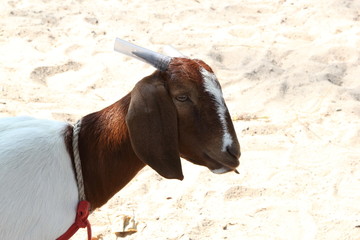 Obraz premium Goat