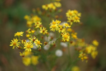 Wild flowers