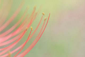 曼珠沙華畑の彼岸花