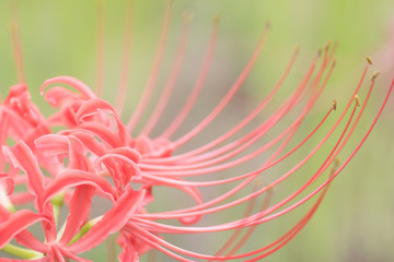 曼珠沙華畑の彼岸花