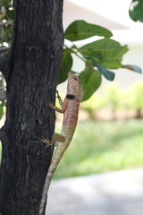 Lizard