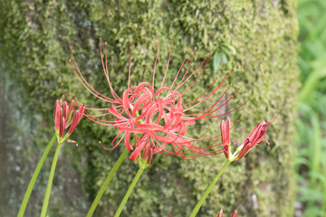 曼珠沙華畑の彼岸花