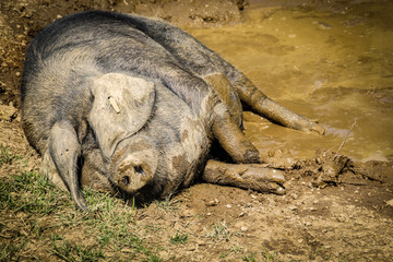 Muddy Pig