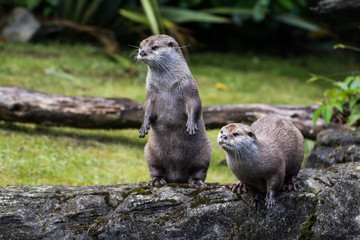 Otter