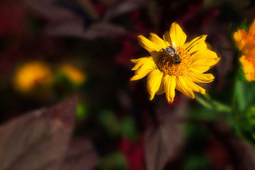 Colorful wildflowers blossoming in field