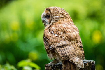 Owl