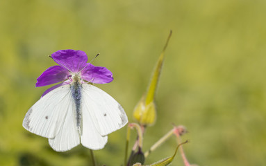 Small cabbage white (Pieris rapae)