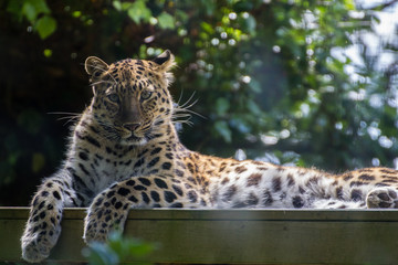 Amur Leopard