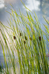 buds bulrush opposite sunlight