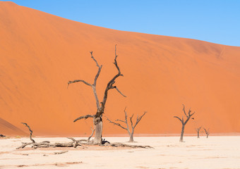 Dead Camelthorn (Acacia erioloba) Trees in Dead Vlei, Namibia
