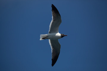 Black headed sea gull