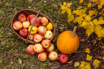Organic ripe fruit in basket in autumn garden. Fresh apples and pumpkin in nature.