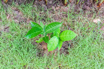 Obraz premium Young jack fruit tree