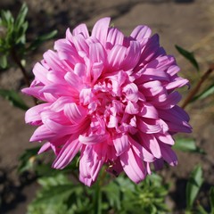 One pink aster callistephus flower on a sunny day
