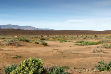 Fototapeta na wymiar Red Hartebeest grazing in a field in Tankwa Karoo