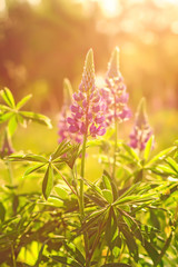 Purple Lupins in the rays of the setting sun at sunset