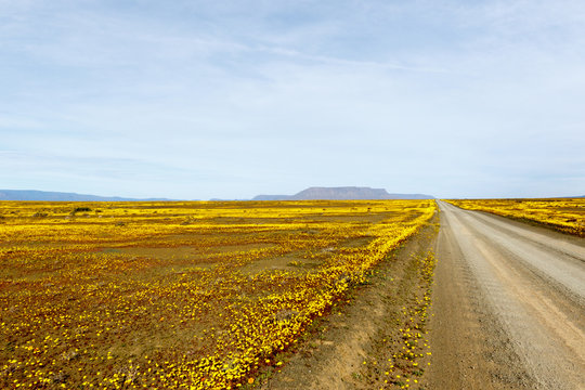 Brown road with yellow fields in the flat landscape that is Tank
