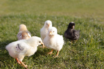 Newborn chicken on a meadow