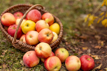 Organic ripe fruit in basket in autumn garden. Fresh harvest of apples. Nature fruit concept.