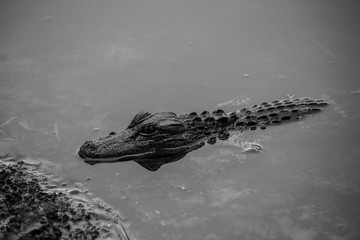 Alligator