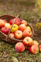 Organic ripe fruit in basket in autumn garden. Fresh harvest of apples. Nature fruit concept.