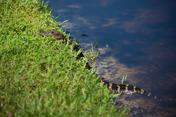 Alligator