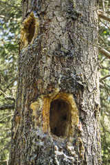738 - holes on the trunks deglia trees
