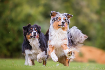 two Australian Shepherd dogs running for a toy