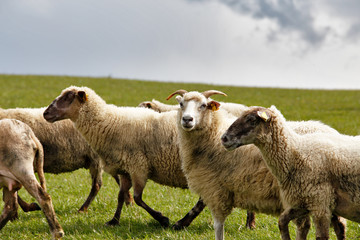 Sheep herd in a green meadow. Spring fields and meadows