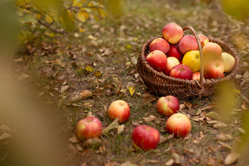 Organic ripe fruit in basket in autumn garden. Fresh harvest of apples. Nature fruit concept.