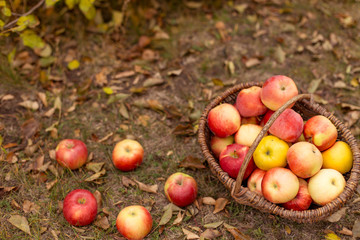 Naklejka na ściany i meble Organic ripe fruit in basket in autumn garden. Fresh harvest of apples. Nature fruit concept.