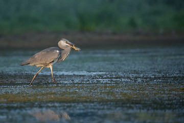 Grey Heron fishing