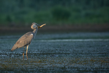 Grey Heron fishing