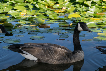Goose