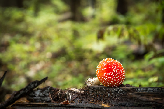 Amanita muscaria a.k.. Fly Agaric. The mushroom grows in the forest.