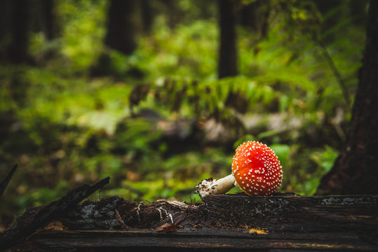 Amanita muscaria a.k.. Fly Agaric. The mushroom grows in the forest.