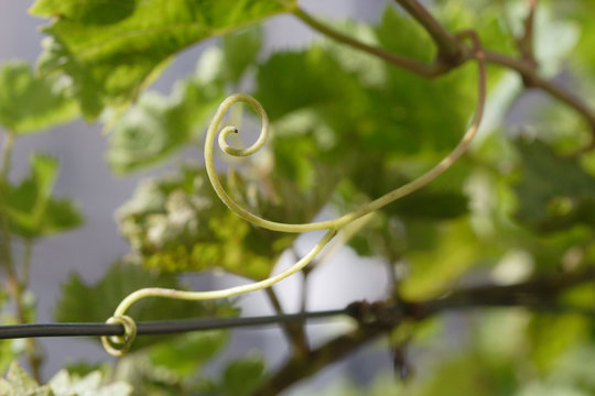 Vignes - R&eacute;gion bordelaise