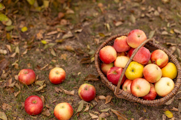 Organic ripe fruit in basket in autumn garden. Fresh harvest of apples. Nature fruit concept.