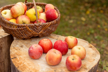 Naklejka na ściany i meble Organic ripe fruit (apples) in basket on wooden stump. Autumn nature concept. 